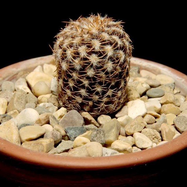 Eriosyce aerocarpa