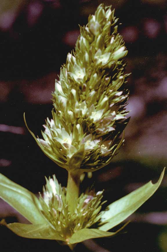 Frasera fastigiata