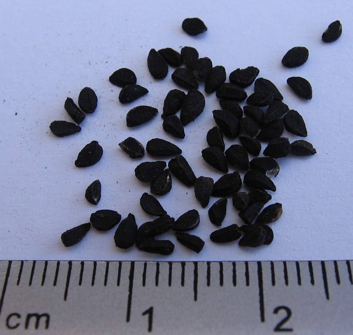 Elwendia persica