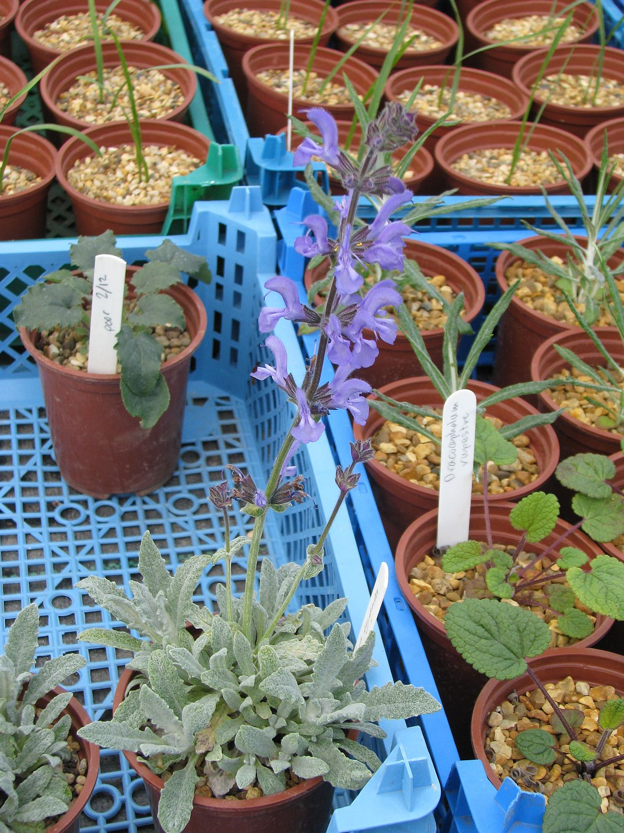 Salvia cyanescens