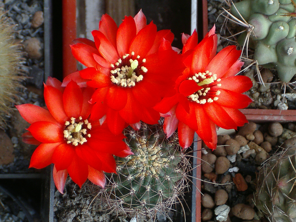 Echinopsis saltensis