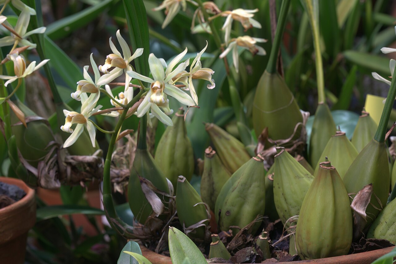 Coelogyne trinervis