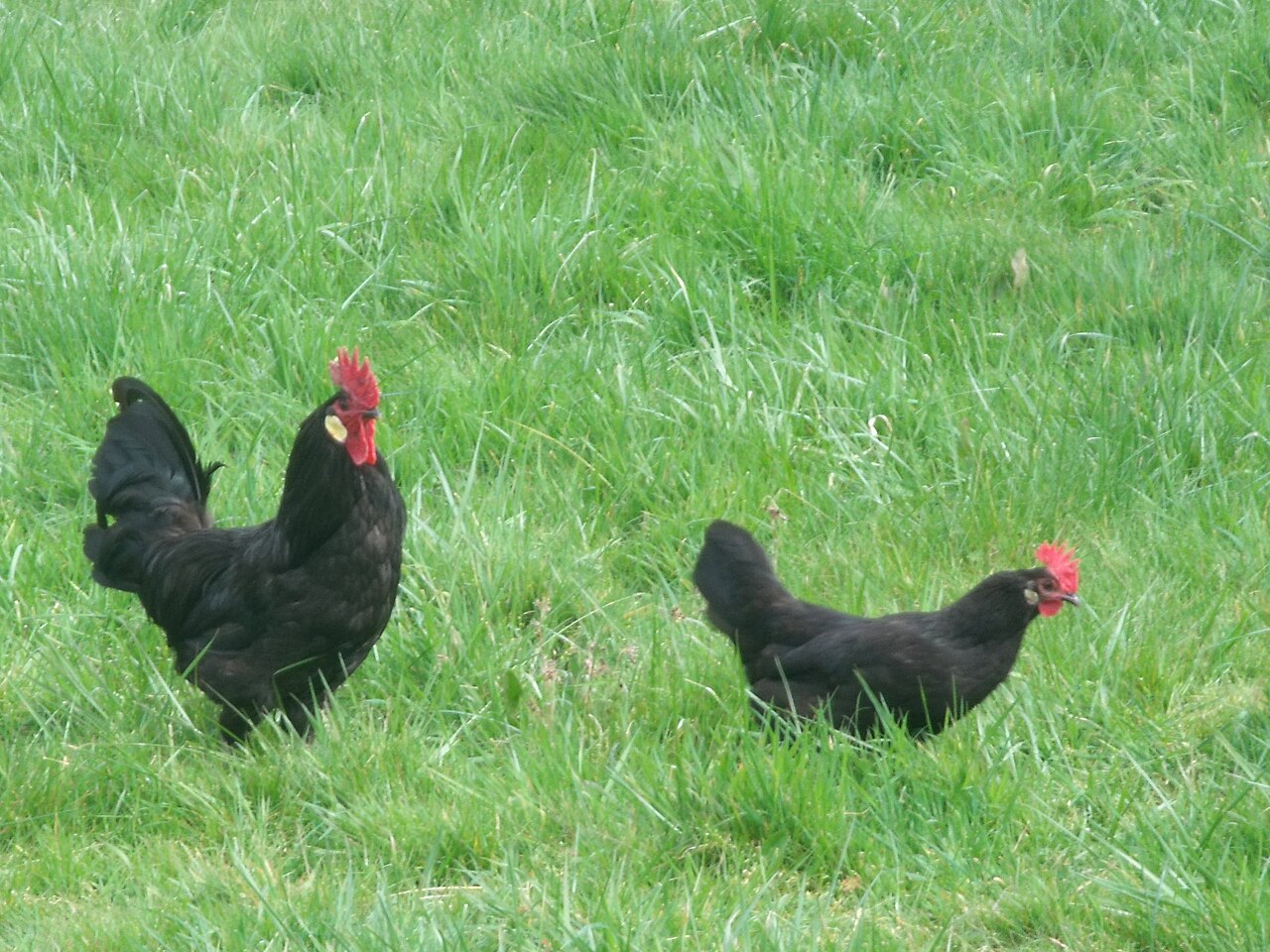 Poule landaise