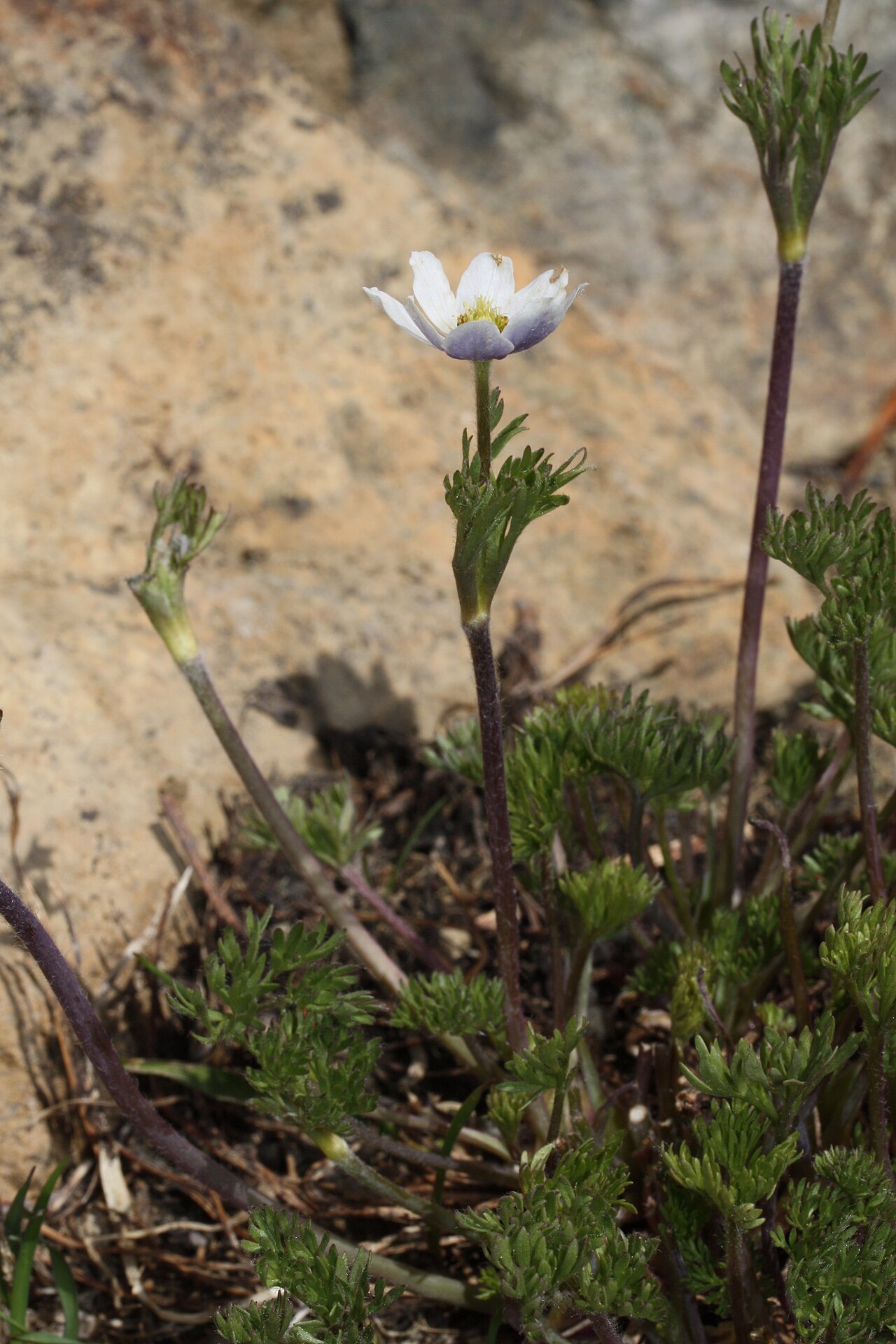 Anemone drummondii