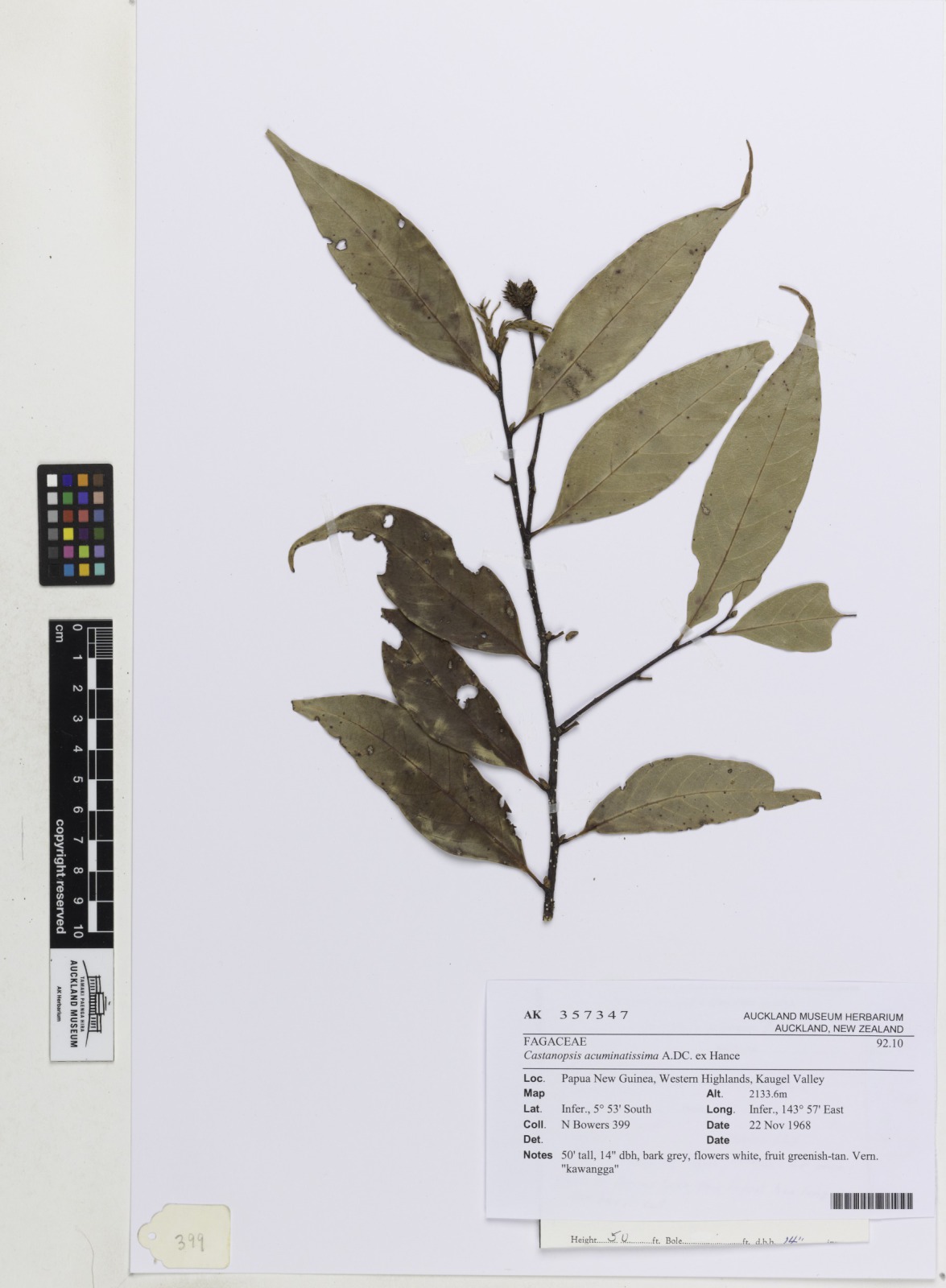 Castanopsis acuminatissima