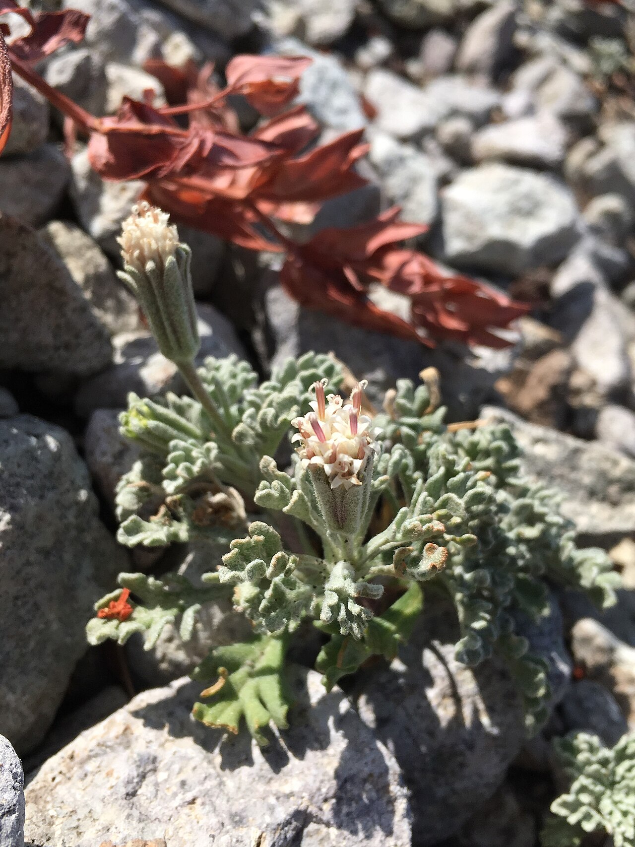 Chaenactis alpigena