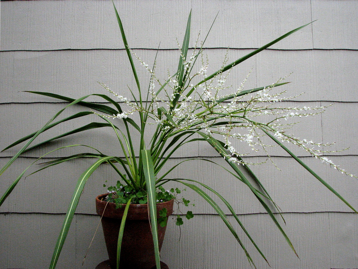 Cussonia sphaerocephala