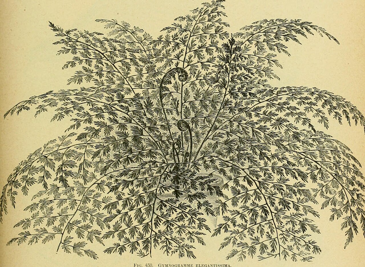 Diplazium diplazioides
