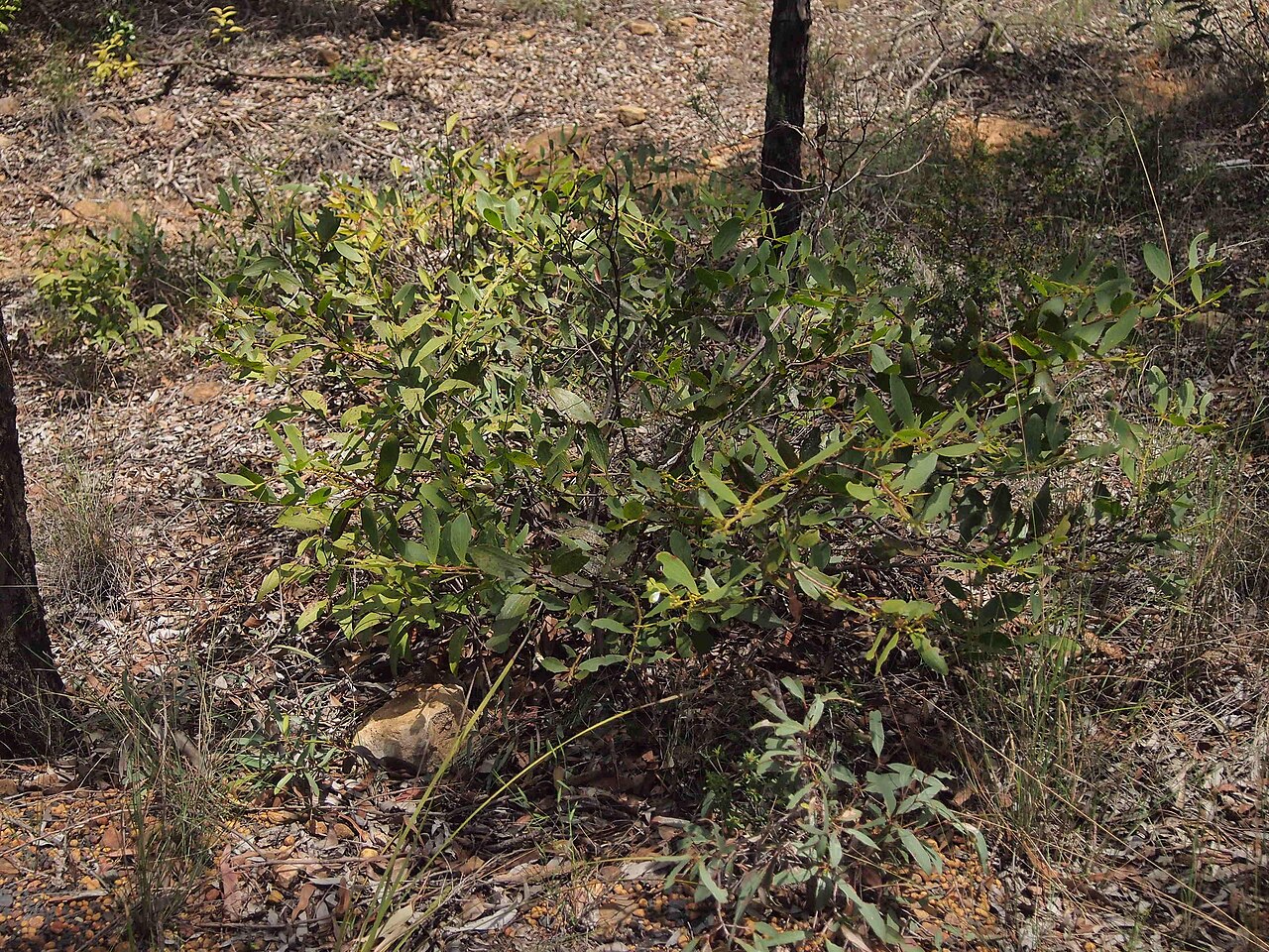 Flat-stemmed wattle