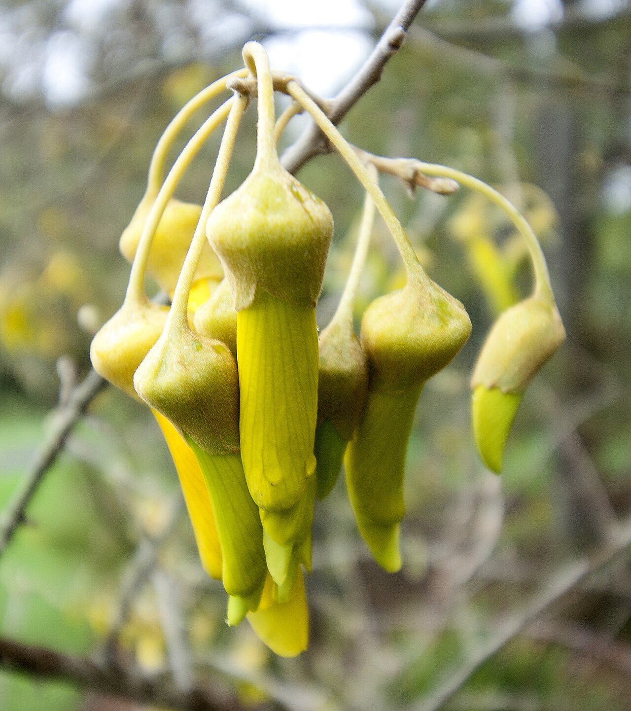 Sophora fulvida