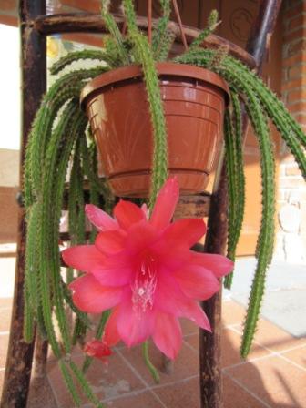 Disocactus ×mallisonii