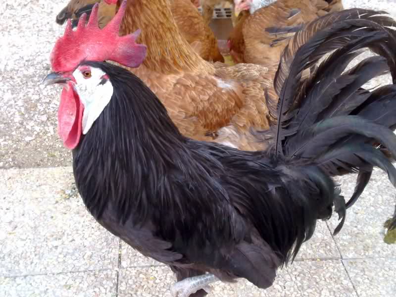 White-faced Black Spanish