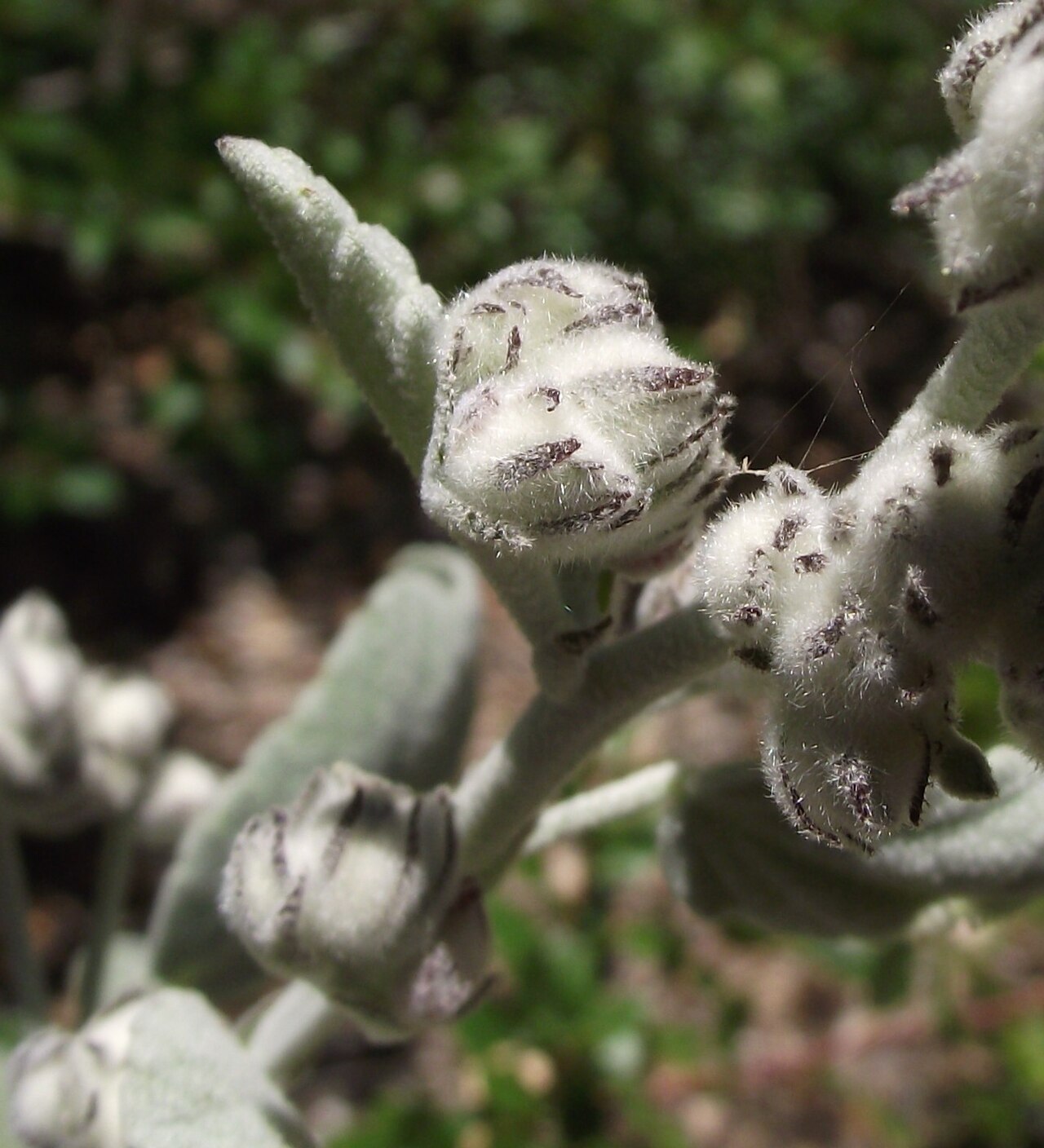 Malacothamnus jonesii
