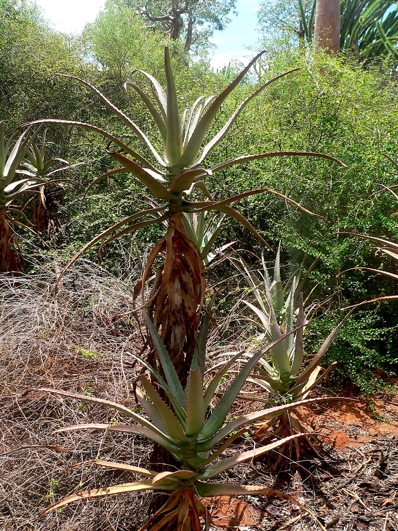 Aloe divaricata
