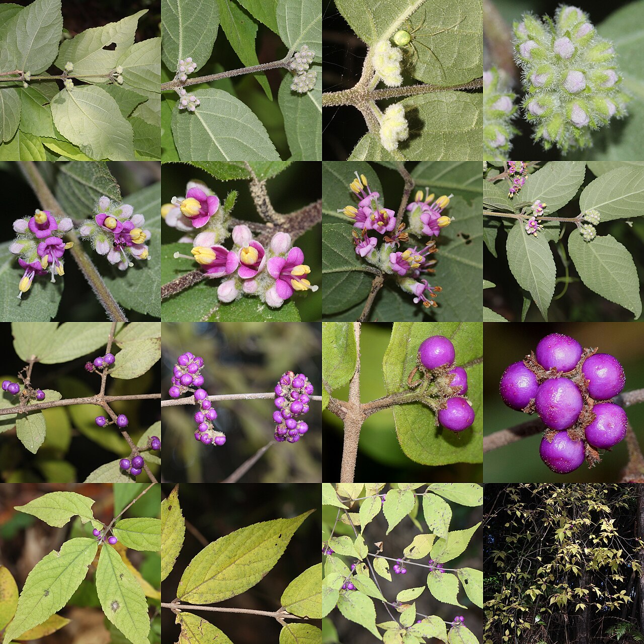 Callicarpa mollis