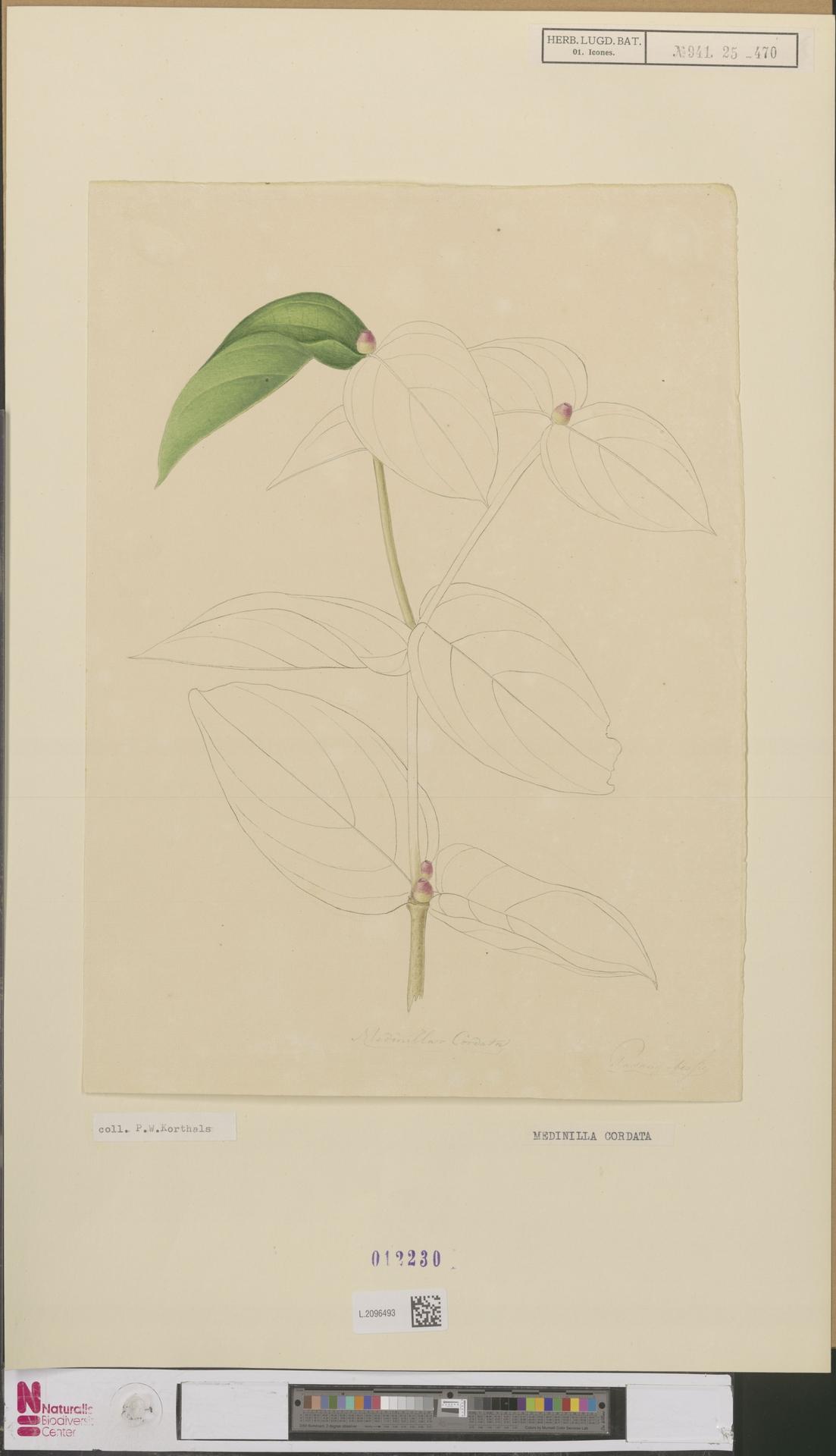 Medinilla cordata