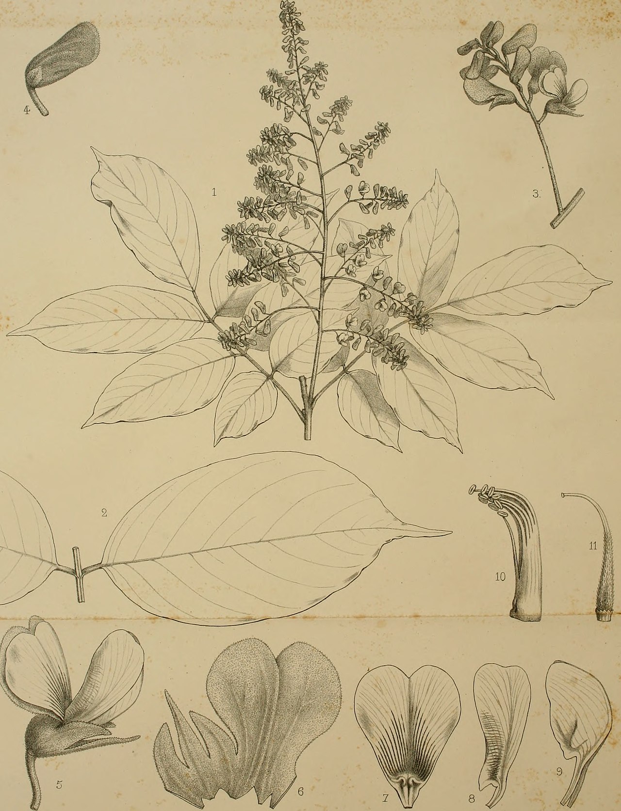 Platysepalum violaceum