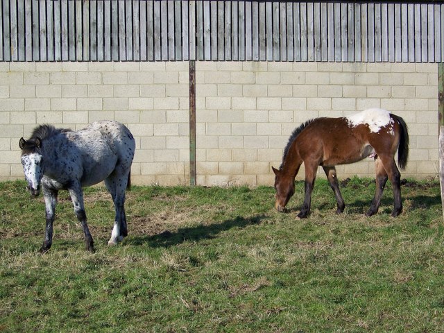 British Spotted pony