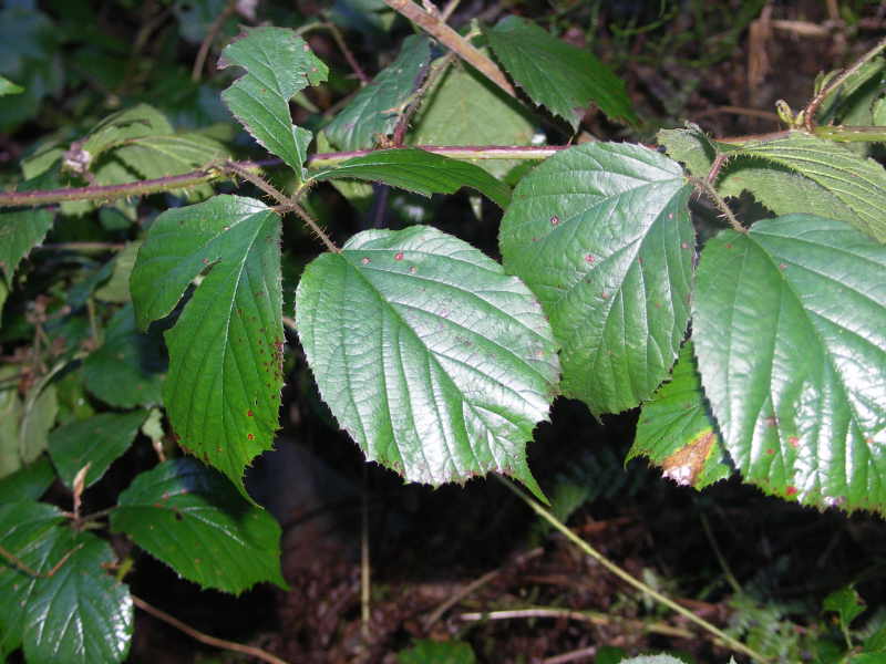 Rubus lejeunei