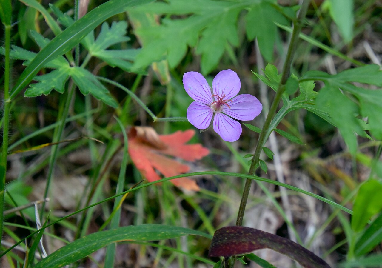 Geranium krameri