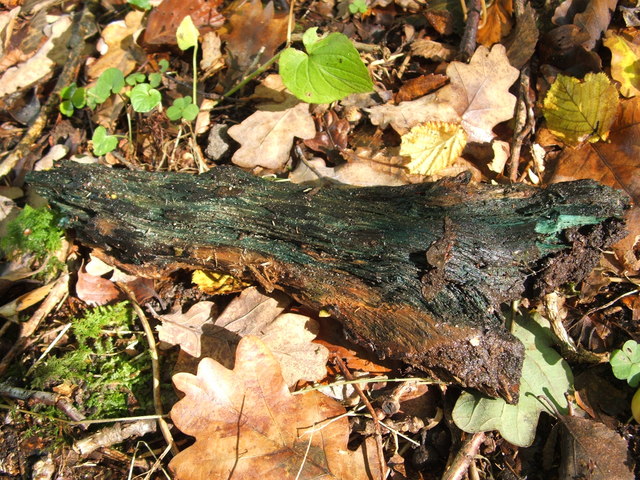 Chlorociboria aeruginascens