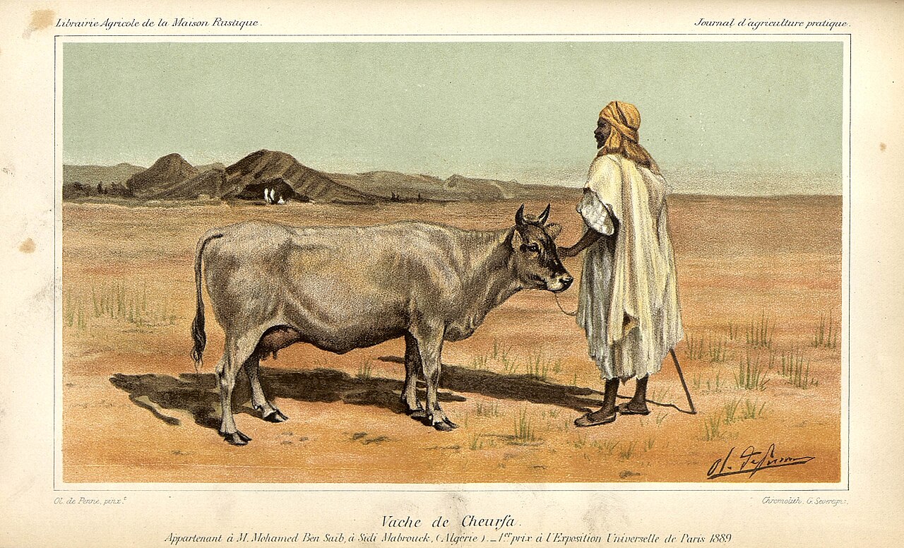 Cheurfa cattle