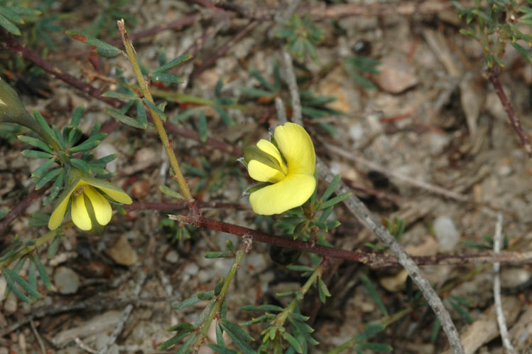 Gompholobium inconspicuum