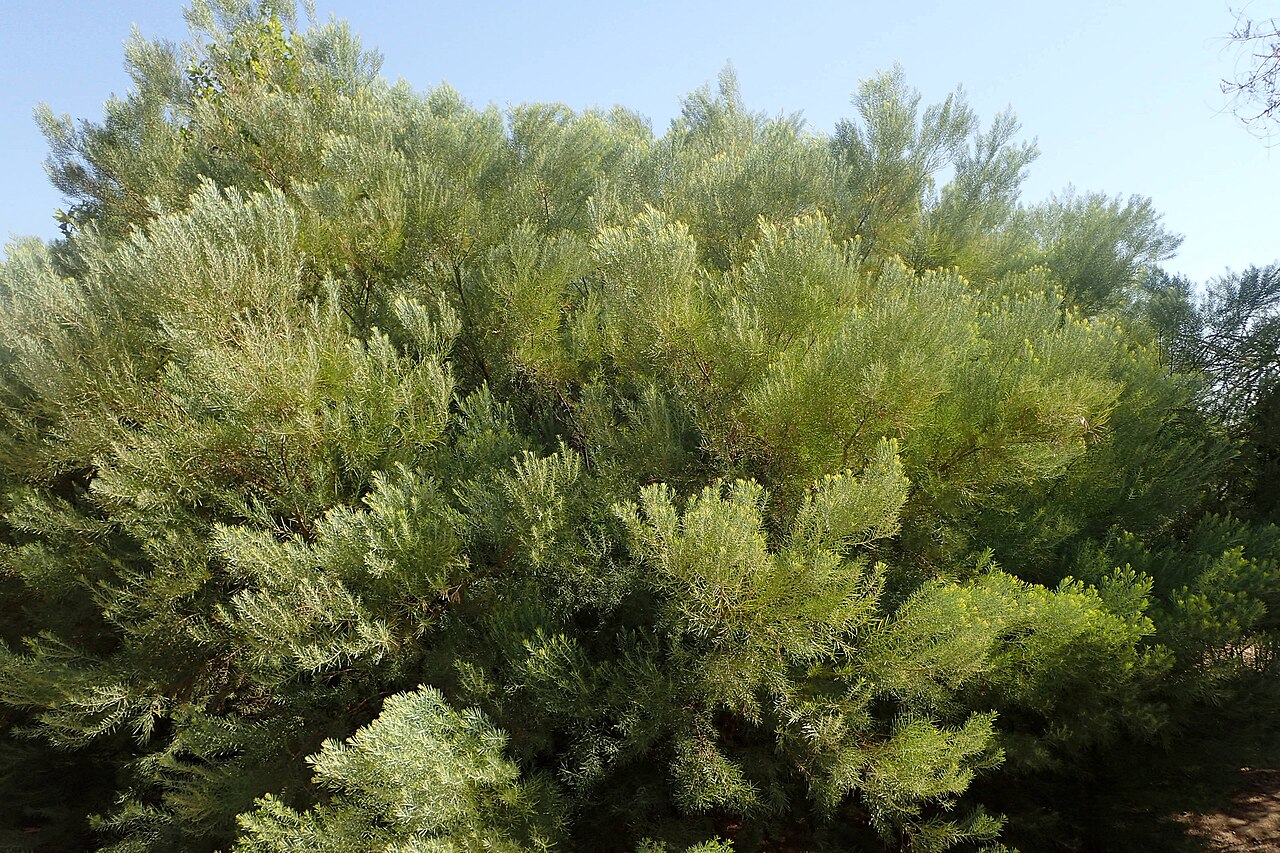 Acacia boormanii