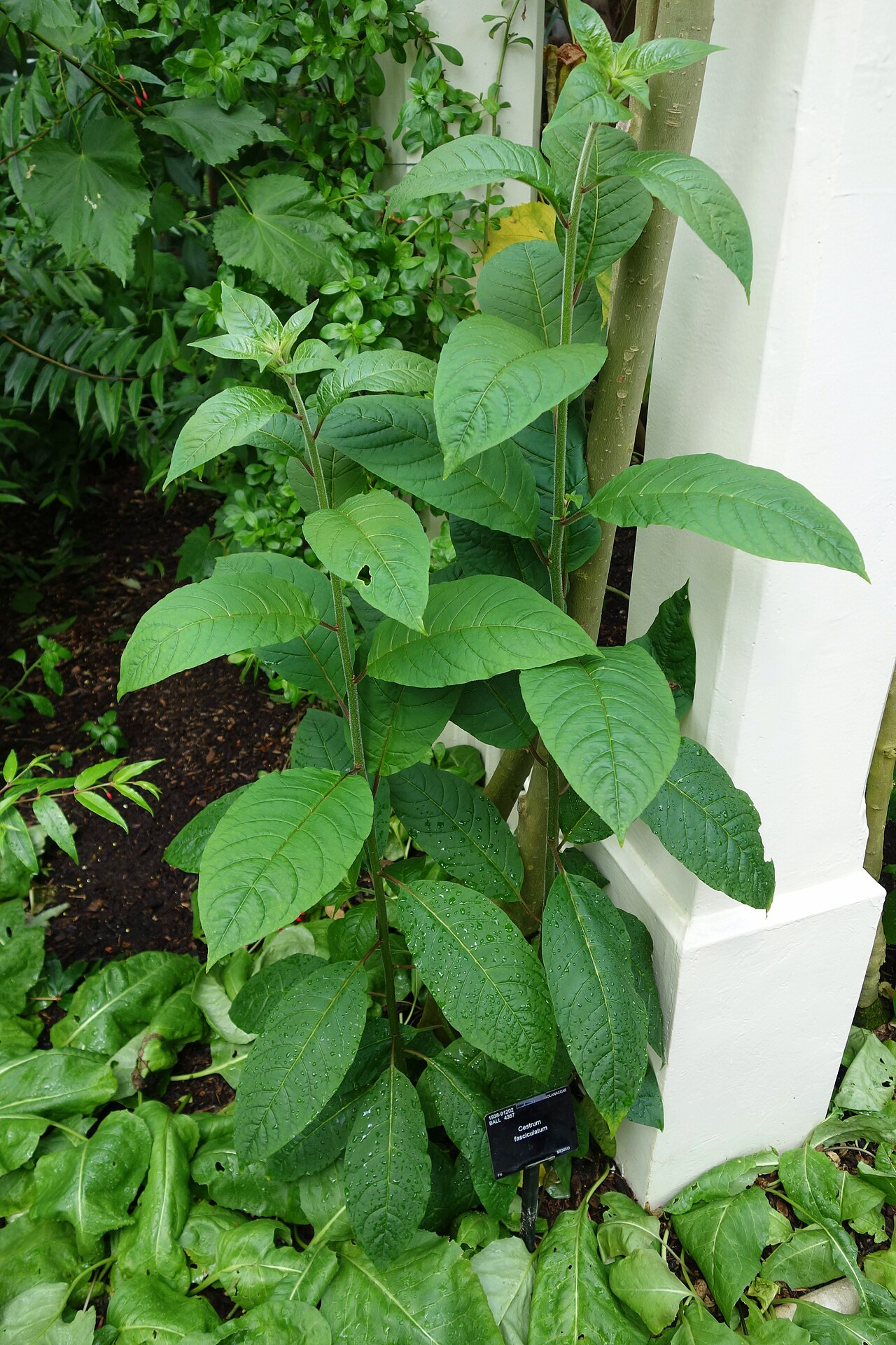 Cestrum fasciculatum