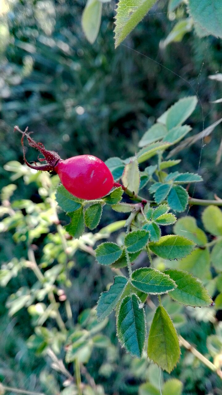Rosa moschata