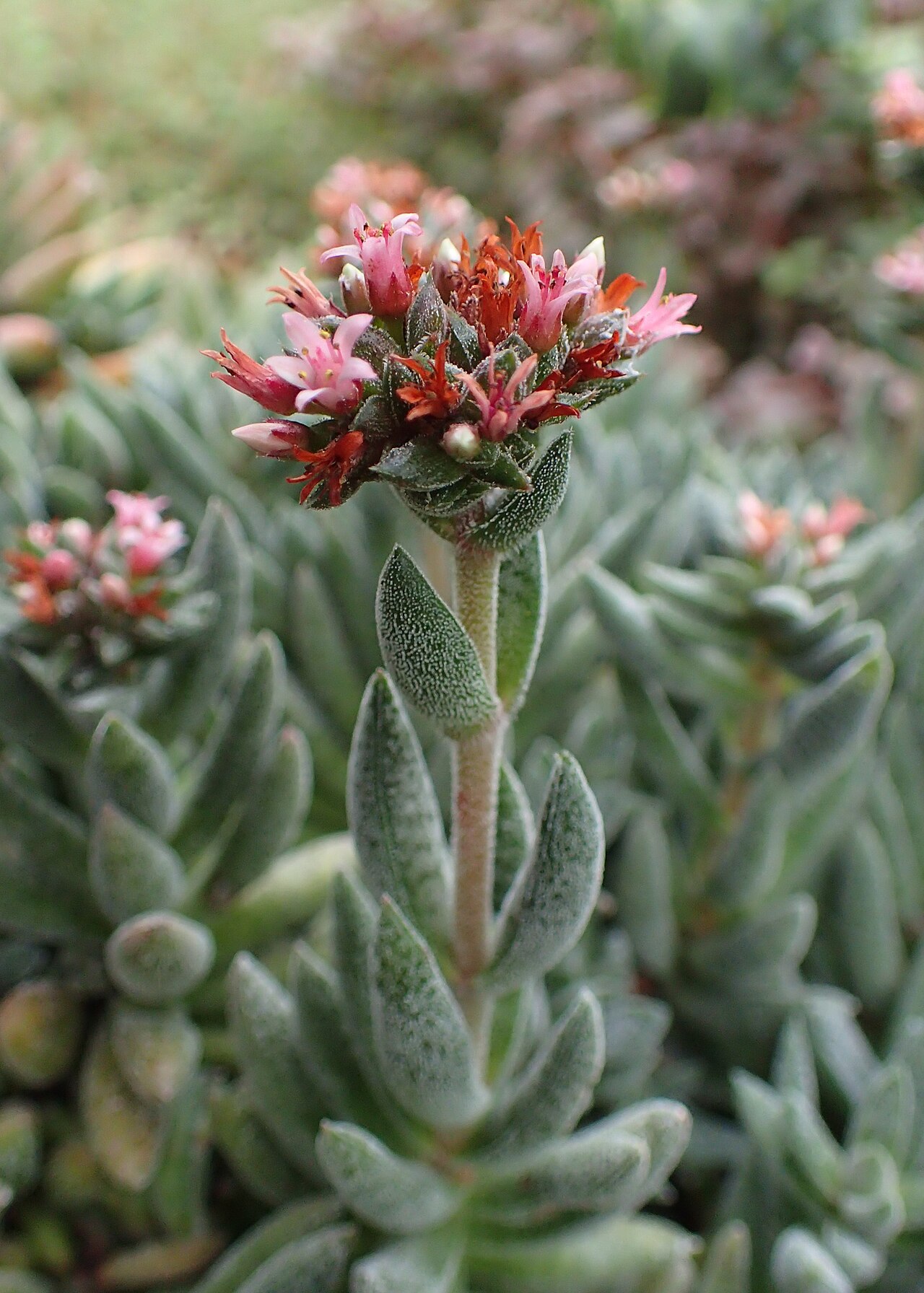 Crassula justi-corderoyi