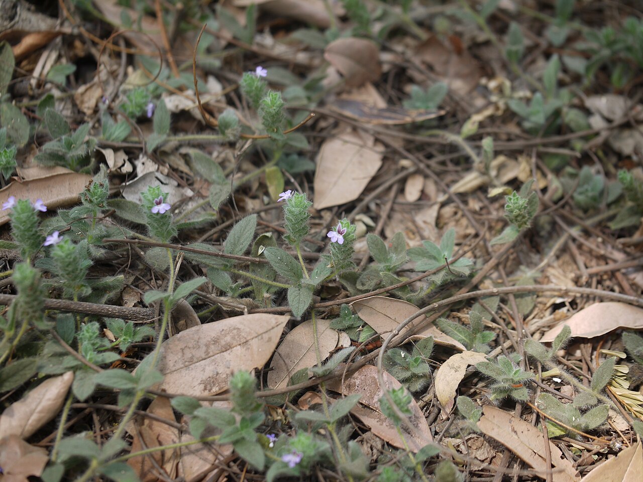 Nelsonia canescens
