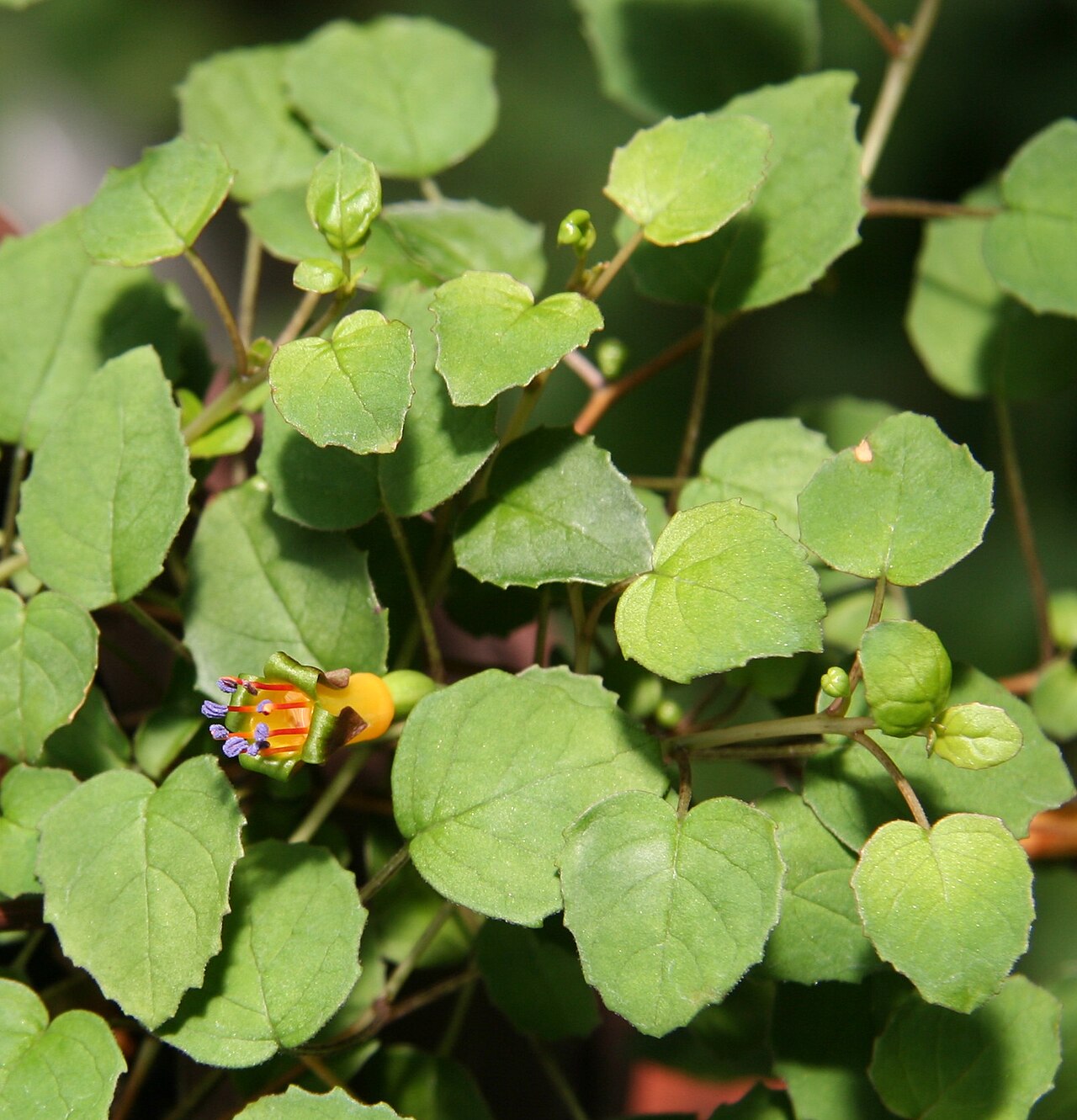 Fuchsia procumbens