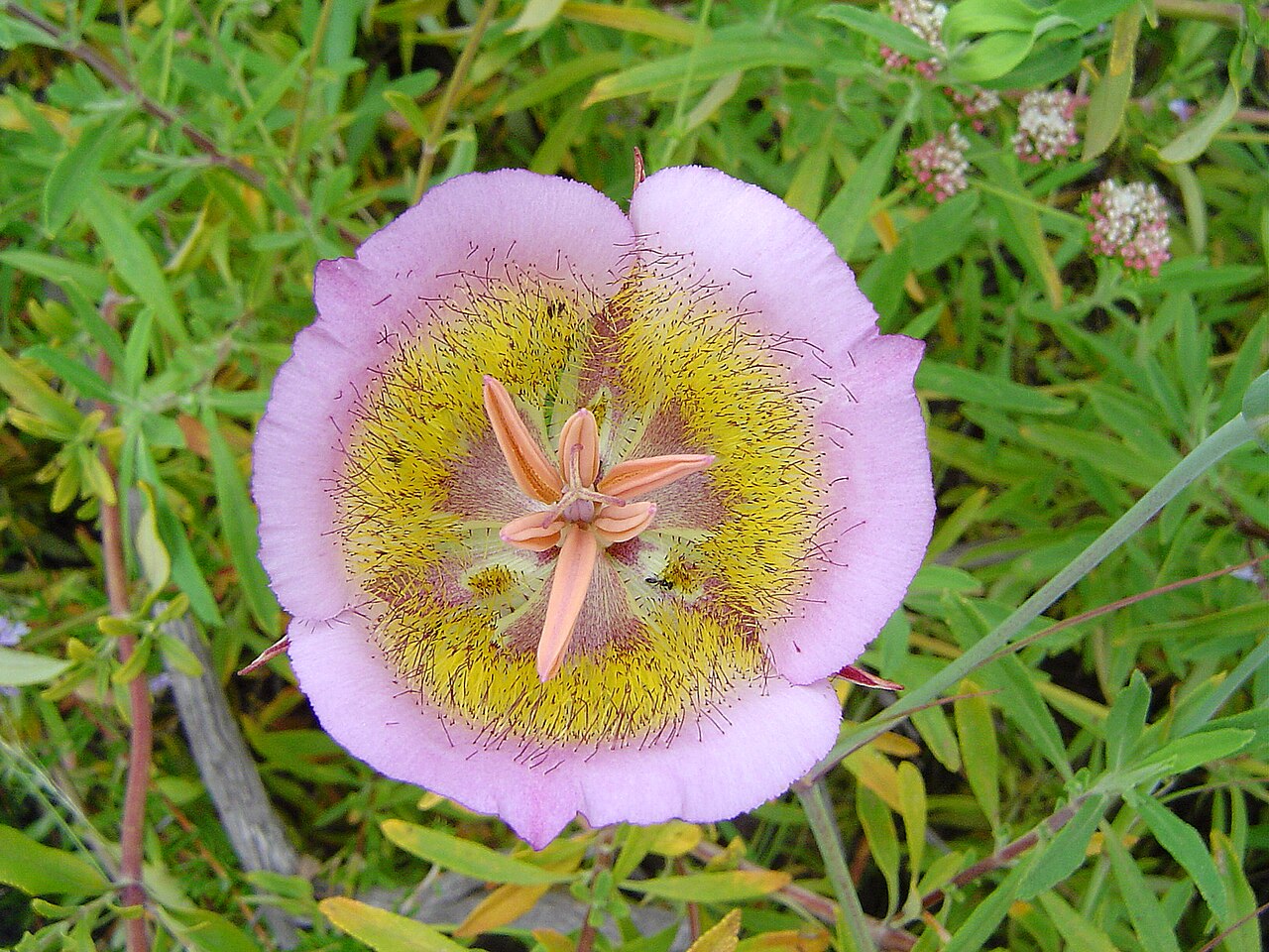 Calochortus plummerae