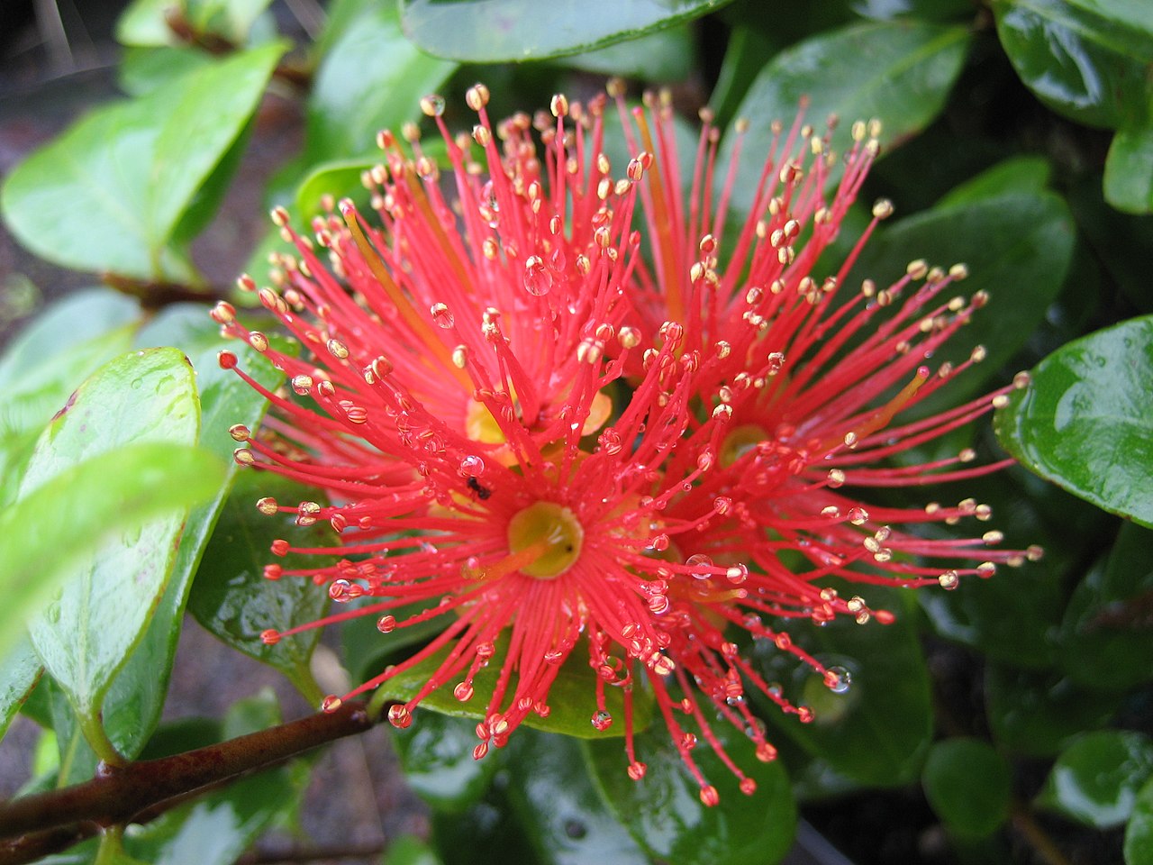 Metrosideros fulgens