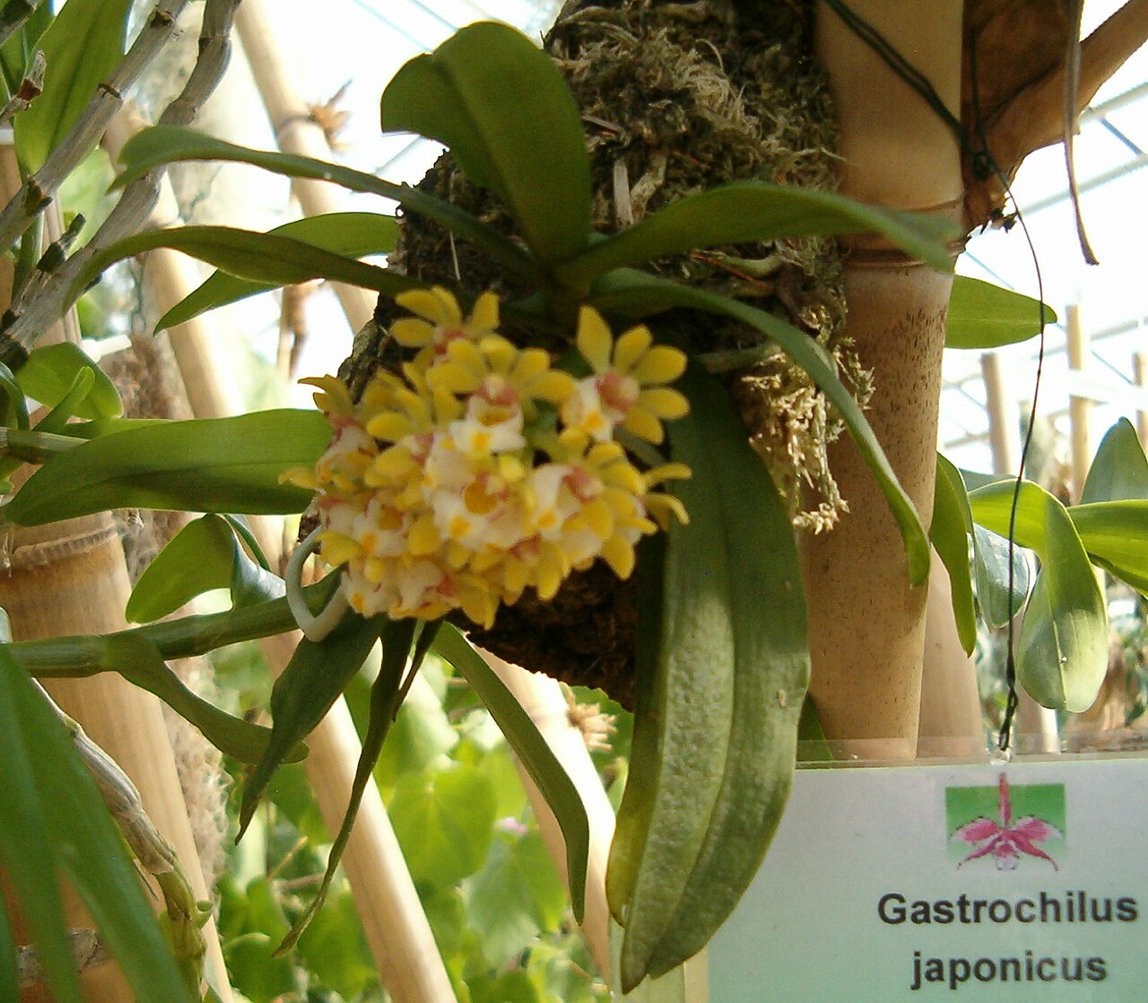 Tamra gastrochilus