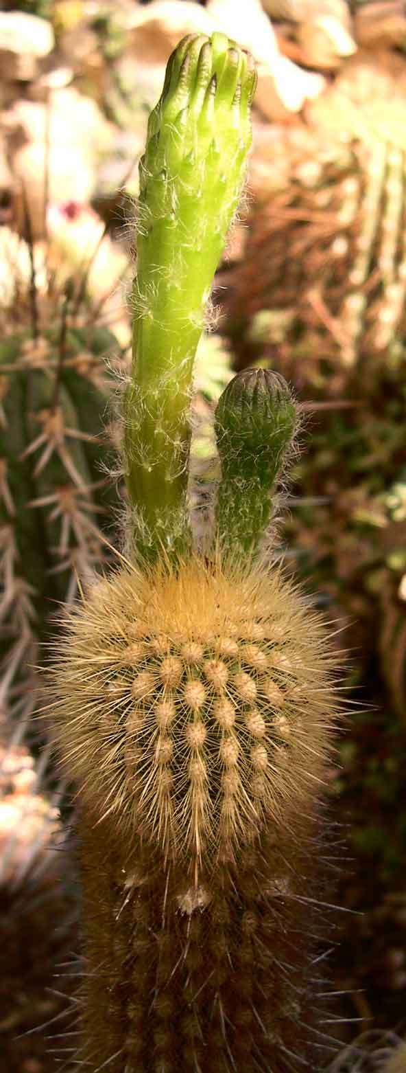 Haageocereus acranthus