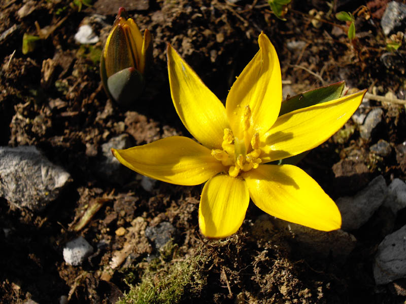 Tulipa dasystemon