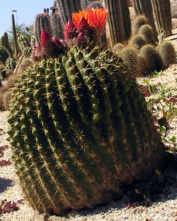 Echinopsis bruchii