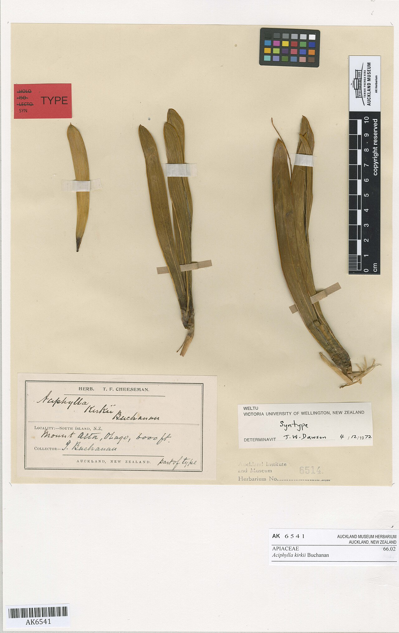 Aciphylla kirkii