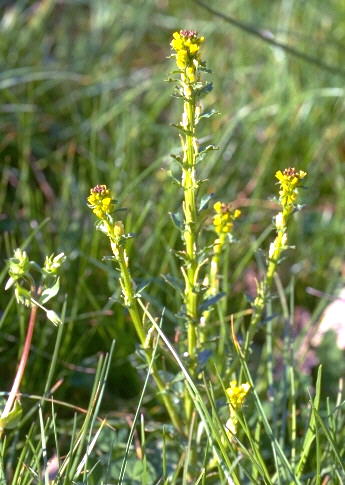 Barbarea bracteosa