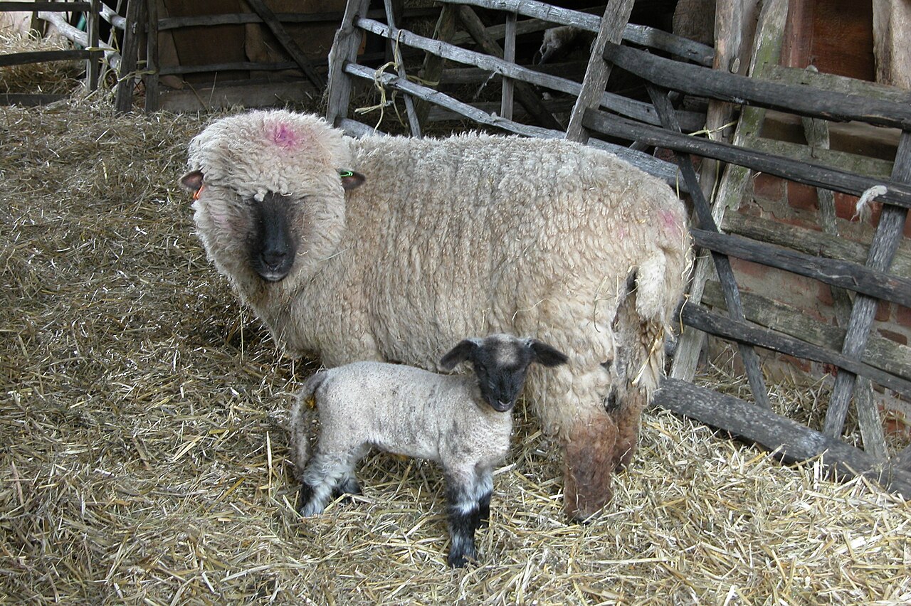 Oxford sheep