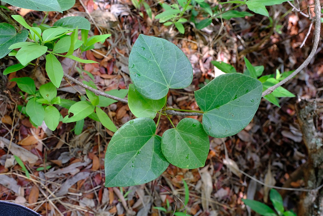 Tinospora tenera
