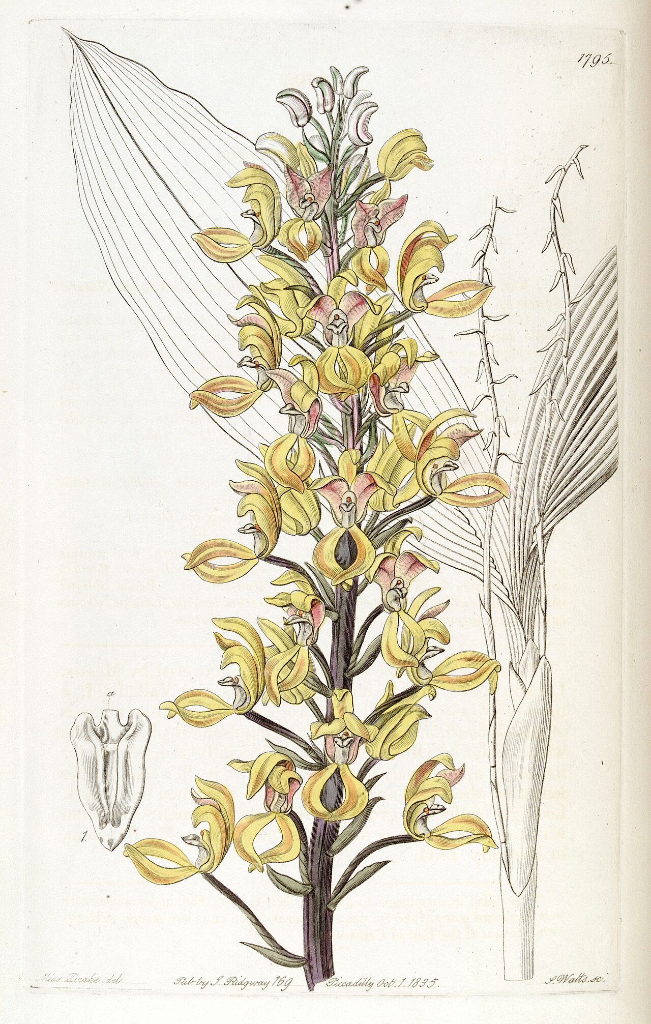 Govenia superba
