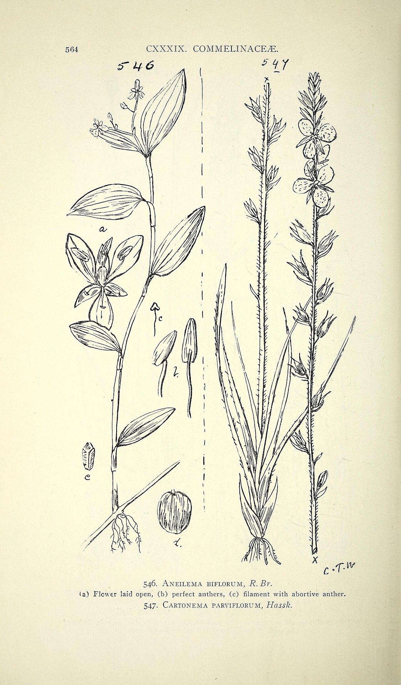 Floscopa axillaris