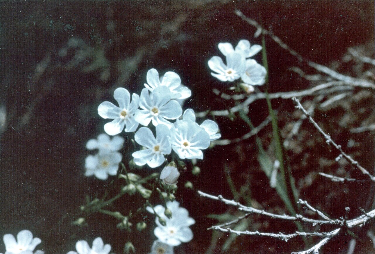 Hackelia cronquistii