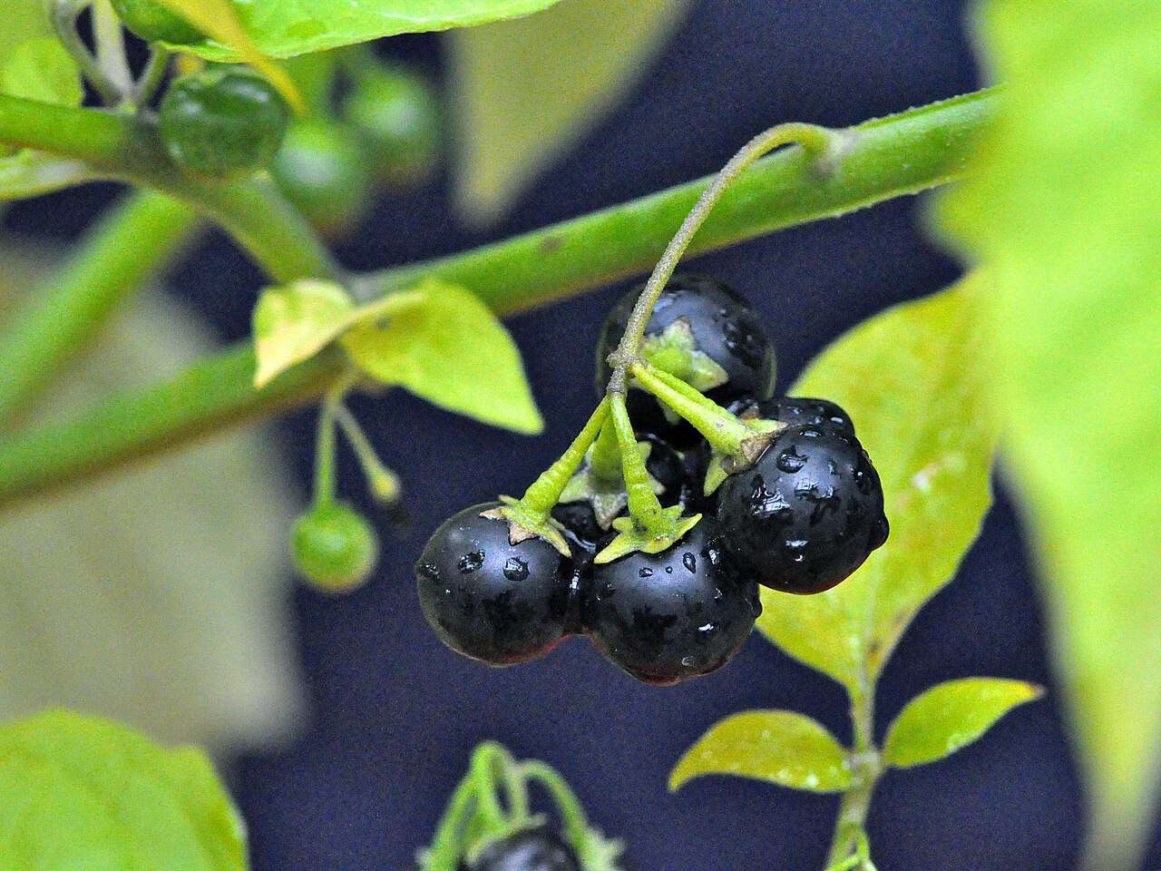 Solanum ptychanthum