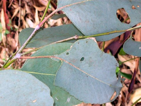 Blakely's red gum