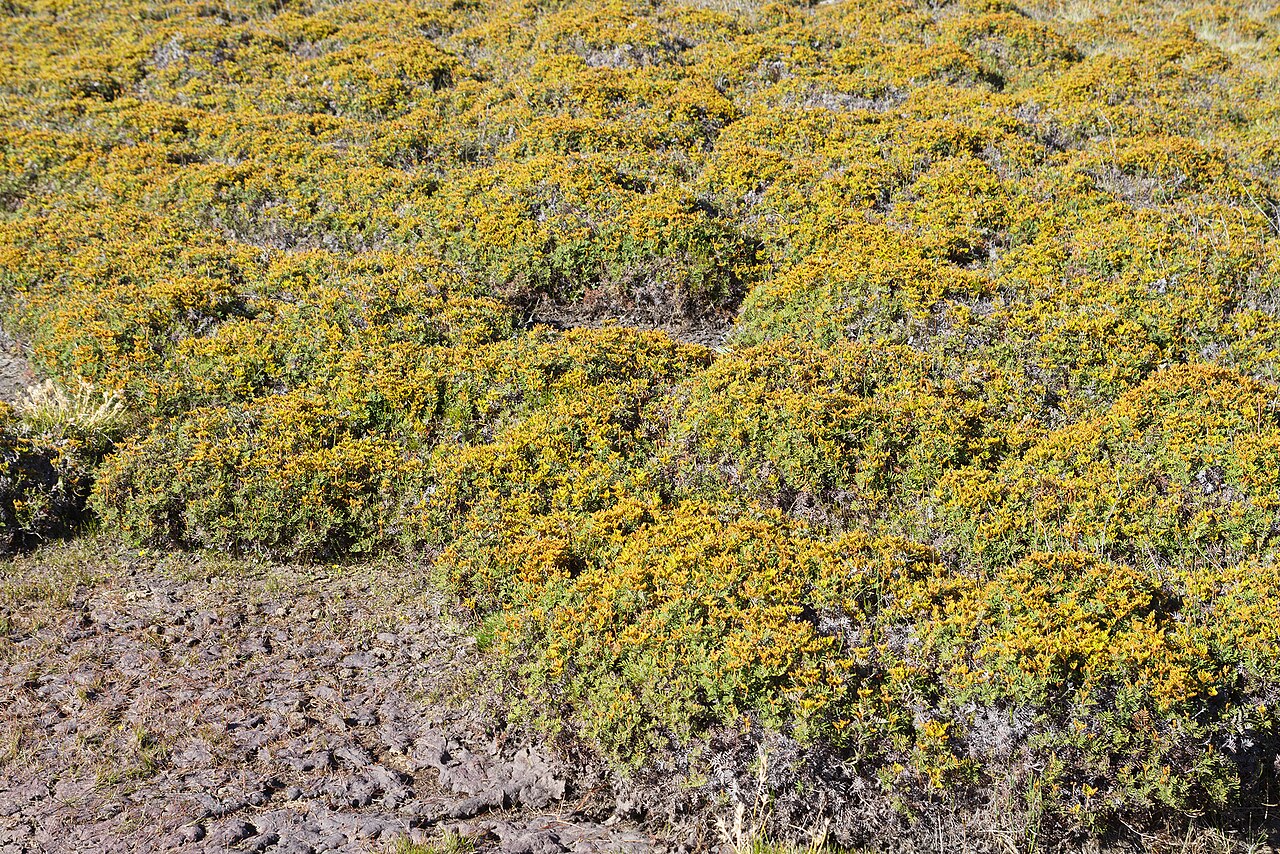 Alpine coral-fern