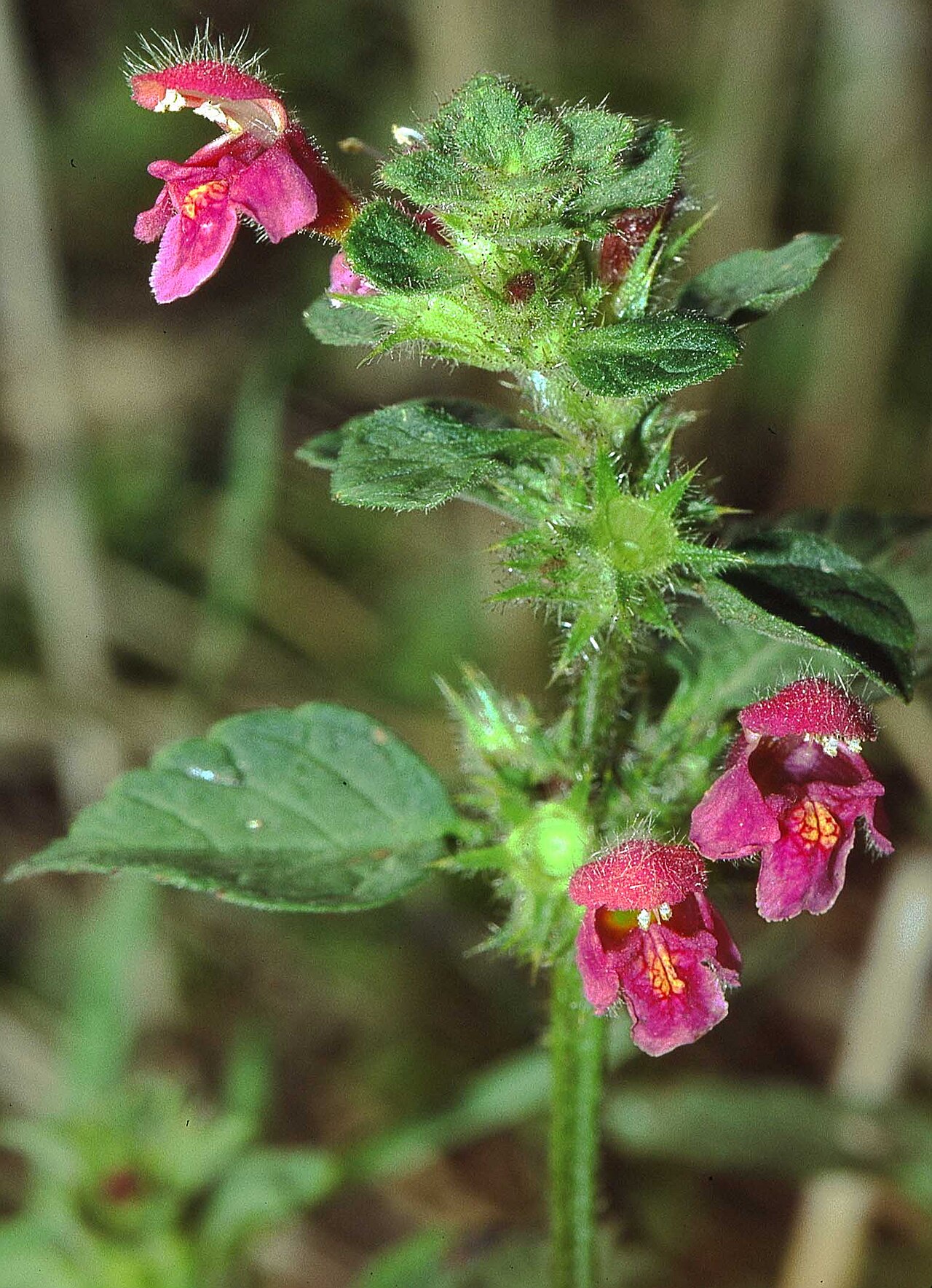 Hairy and downy hempnettle
